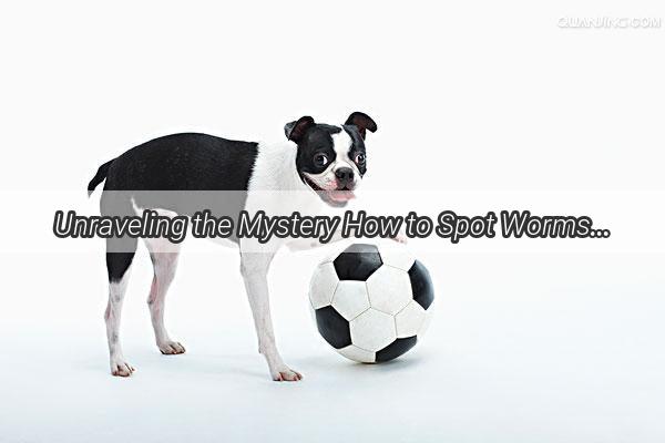 Unraveling the Mystery How to Spot Worms in Your Dogs Vomiting